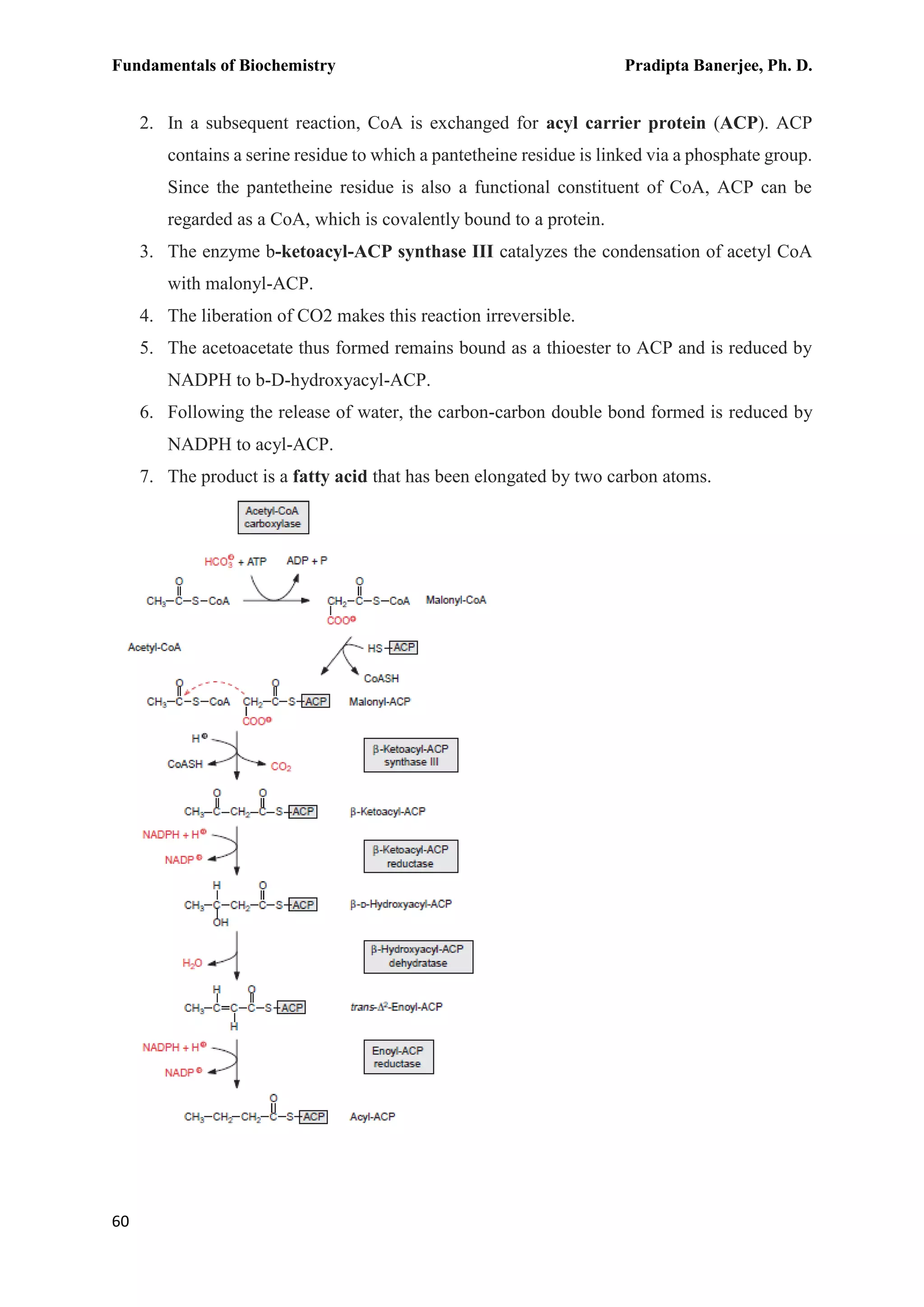 Fundamentals of Biochemistry Pradipta Banerjee, Ph. D.
60
2. In a subsequent reaction, CoA is exchanged for acyl carrier protein (ACP). ACP
contains a serine residue to which a pantetheine residue is linked via a phosphate group.
Since the pantetheine residue is also a functional constituent of CoA, ACP can be
regarded as a CoA, which is covalently bound to a protein.
3. The enzyme b-ketoacyl-ACP synthase III catalyzes the condensation of acetyl CoA
with malonyl-ACP.
4. The liberation of CO2 makes this reaction irreversible.
5. The acetoacetate thus formed remains bound as a thioester to ACP and is reduced by
NADPH to b-D-hydroxyacyl-ACP.
6. Following the release of water, the carbon-carbon double bond formed is reduced by
NADPH to acyl-ACP.
7. The product is a fatty acid that has been elongated by two carbon atoms.
 