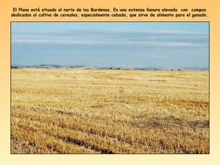 El Plano está situado al norte de las Bardenas. Es una extensa llanura elevada con campos
dedicados al cultivo de cereales, especialmente cebada, que sirve de alimento para el ganado.
 