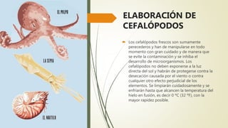 ELABORACIÓN DE
CEFALÓPODOS
 Los cefalópodos frescos son sumamente
perecederos y han de manipularse en todo
momento con gran cuidado y de manera que
se evite la contaminación y se inhiba el
desarrollo de microorganismos. Los
cefalópodos no deben exponerse a la luz
directa del sol y habrán de protegerse contra la
desecación causada por el viento o contra
cualquier otro efecto perjudicial de los
elementos. Se limpiarán cuidadosamente y se
enfriarán hasta que alcancen la temperatura del
hielo en fusión, es decir 0 ºC (32 ºF), con la
mayor rapidez posible.
 