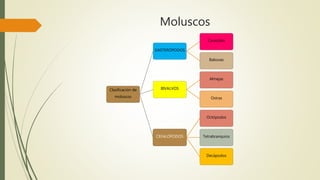 Moluscos
Clasificación de
moluscos
GASTERÓPODOS
Caracoles
Babosas
BIVALVOS
Almejas
Ostras
CEFALÓPODOS
Octópodos
Tetrabranquios
Decápodos
 