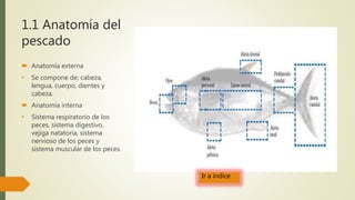 1.1 Anatomía del
pescado
 Anatomía externa
• Se compone de; cabeza,
lengua, cuerpo, dientes y
cabeza.
 Anatomía interna
• Sistema respiratorio de los
peces, sistema digestivo,
vejiga natatoria, sistema
nervioso de los peces y
sistema muscular de los peces.
Ir a índice
 
