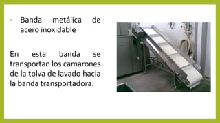 • Banda metálica de
acero inoxidable
En esta banda se
transportan los camarones
de la tolva de lavado hacia
la banda transportadora.
 