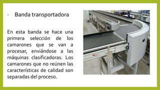 • Banda transportadora
En esta banda se hace una
primera selección de los
camarones que se van a
procesar, enviándose a las
máquinas clasificadoras. Los
camarones que no reúnen las
características de calidad son
separadas del proceso.
 