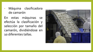 • Máquina clasificadora
de camarón
En estas máquinas se
efectúa la clasificación y
selección por tamaño del
camarón, dividiéndose en
10 diferentes tallas.
 