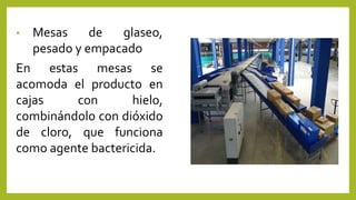 • Mesas de glaseo,
pesado y empacado
En estas mesas se
acomoda el producto en
cajas con hielo,
combinándolo con dióxido
de cloro, que funciona
como agente bactericida.
 