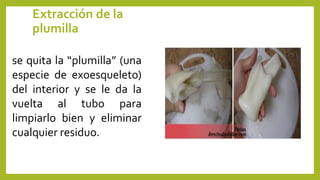 Extracción de la
plumilla
se quita la “plumilla” (una
especie de exoesqueleto)
del interior y se le da la
vuelta al tubo para
limpiarlo bien y eliminar
cualquier residuo.
 