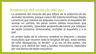 Anatomía del músculo del pez
• La anatomía del músculo del pez difiere de la anatomía de los
animales terrestres, porque carece del sistema tendinoso (tejido
conectivo) que conecta los paquetes musculares al esqueleto del
animal. en cambio, los peces tienen células musculares que
corren en paralelo, separadas perpendicularmente por tabiques
de tejido conectivo (miocomata), ancladas al esqueleto y a la
piel.
• en ambos lados de la columna vertebral se disponen 2 bandas
musculares que recorren toda la longitud del pez. estas bandas
de color blanquecina, se dividen a su vez en dos partes, una
dorsal y una ventral (en total 4 bandas musculares), separadas
por una lámina de tejido conjuntivo.
 