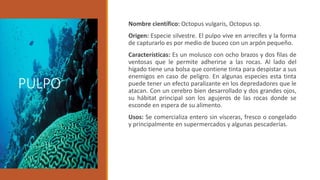 PULPO
Nombre científico: Octopus vulgaris, Octopus sp.
Origen: Especie silvestre. El pulpo vive en arrecifes y la forma
de capturarlo es por medio de buceo con un arpón pequeño.
Características: Es un molusco con ocho brazos y dos filas de
ventosas que le permite adherirse a las rocas. Al lado del
hígado tiene una bolsa que contiene tinta para despistar a sus
enemigos en caso de peligro. En algunas especies esta tinta
puede tener un efecto paralizante en los depredadores que le
atacan. Con un cerebro bien desarrollado y dos grandes ojos,
su hábitat principal son los agujeros de las rocas donde se
esconde en espera de su alimento.
Usos: Se comercializa entero sin vísceras, fresco o congelado
y principalmente en supermercados y algunas pescaderías.
 