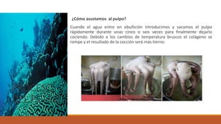 PROCESO
DEL PULPO
¿Cómo asustamos al pulpo?
Cuando el agua entre en ebullición introducimos y sacamos el pulpo
rápidamente durante unas cinco o seis veces para finalmente dejarlo
cociendo. Debido a los cambios de temperatura bruscos el colágeno se
rompe y el resultado de la cocción será más tierno.
 