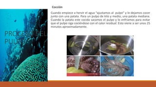 PROCESO DEL
PULPO
Cocción
Cuando empiece a hervir el agua “ajustamos al pulpo” y lo dejamos cocer
junto con una patata. Para un pulpo de kilo y medio, una patata mediana.
Cuando la patata este cocida sacamos el pulpo y lo enfriamos para evitar
que el pulpo siga cociéndose con el calor residual. Esto viene a ser unos 25
minutos aproximadamente.
 