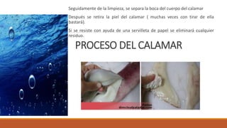 PROCESO DEL CALAMAR
Seguidamente de la limpieza, se separa la boca del cuerpo del calamar
Después se retira la piel del calamar ( muchas veces con tirar de ella
bastará).
Si se resiste con ayuda de una servilleta de papel se eliminará cualquier
residuo.
 