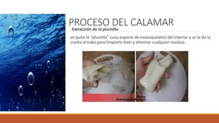 PROCESO DEL CALAMARExtracción de la plumilla
se quita la “plumilla” (una especie de exoesqueleto) del interior y se le da la
vuelta al tubo para limpiarlo bien y eliminar cualquier residuo.
 