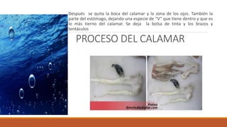 PROCESO DEL CALAMAR
Después se quita la boca del calamar y la zona de los ojos. También la
parte del estómago, dejando una especie de “V” que tiene dentro y que es
lo más tierno del calamar. Se deja la bolsa de tinta y los brazos y
tentáculos
 