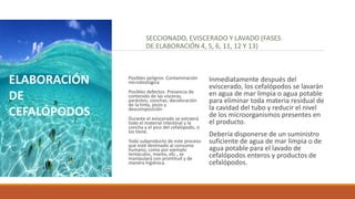 SECCIONADO, EVISCERADO Y LAVADO (FASES
DE ELABORACIÓN 4, 5, 6, 11, 12 Y 13)
Posibles peligros: Contaminación
microbiológica
Posibles defectos: Presencia de
contenido de las vísceras,
parásitos, conchas, decoloración
de la tinta, picos y
descomposición
Durante el eviscerado se extraerá
todo el material intestinal y la
concha y el pico del cefalópodo, si
los tiene.
Todo subproducto de este proceso
que esté destinado al consumo
humano, como por ejemplo
tentáculos, manto, etc., se
manipulará con prontitud y de
manera higiénica.
Inmediatamente después del
eviscerado, los cefalópodos se lavarán
en agua de mar limpia o agua potable
para eliminar toda materia residual de
la cavidad del tubo y reducir el nivel
de los microorganismos presentes en
el producto.
Debería disponerse de un suministro
suficiente de agua de mar limpia o de
agua potable para el lavado de
cefalópodos enteros y productos de
cefalópodos.
ELABORACIÓN
DE
CEFALÓPODOS
 