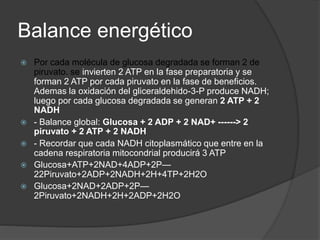 Balance energético
 Por cada molécula de glucosa degradada se forman 2 de
piruvato. se invierten 2 ATP en la fase preparatoria y se
forman 2 ATP por cada piruvato en la fase de beneficios.
Ademas la oxidación del gliceraldehido-3-P produce NADH;
luego por cada glucosa degradada se generan 2 ATP + 2
NADH
 - Balance global: Glucosa + 2 ADP + 2 NAD+ ------> 2
piruvato + 2 ATP + 2 NADH
 - Recordar que cada NADH citoplasmático que entre en la
cadena respiratoria mitocondrial producirá 3 ATP
 Glucosa+ATP+2NAD+4ADP+2P—
22Piruvato+2ADP+2NADH+2H+4TP+2H2O
 Glucosa+2NAD+2ADP+2P—
2Piruvato+2NADH+2H+2ADP+2H2O
 