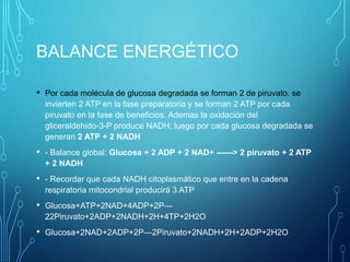 BALANCE ENERGÉTICO
• Por cada molécula de glucosa degradada se forman 2 de piruvato. se
invierten 2 ATP en la fase preparatoria y se forman 2 ATP por cada
piruvato en la fase de beneficios. Ademas la oxidación del
gliceraldehido-3-P produce NADH; luego por cada glucosa degradada se
generan 2 ATP + 2 NADH
• - Balance global: Glucosa + 2 ADP + 2 NAD+ ------> 2 piruvato + 2 ATP
+ 2 NADH
• - Recordar que cada NADH citoplasmático que entre en la cadena
respiratoria mitocondrial producirá 3 ATP
• Glucosa+ATP+2NAD+4ADP+2P—
22Piruvato+2ADP+2NADH+2H+4TP+2H2O
• Glucosa+2NAD+2ADP+2P—2Piruvato+2NADH+2H+2ADP+2H2O
 