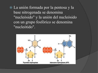  La unión formada por la pentosa y la
base nitrogenada se denomina
"nucleósido" y la unión del nucleósido
con un grupo fosfórico se denomina
"nucleótido".
 