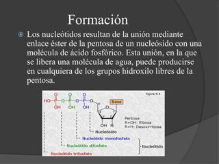 Formación
 Los nucleótidos resultan de la unión mediante
enlace éster de la pentosa de un nucleósido con una
molécula de ácido fosfórico. Esta unión, en la que
se libera una molécula de agua, puede producirse
en cualquiera de los grupos hidroxilo libres de la
pentosa.
 
