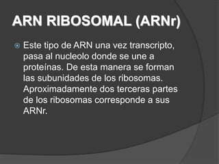 ARN RIBOSOMAL (ARNr)
 Este tipo de ARN una vez transcripto,
pasa al nucleolo donde se une a
proteínas. De esta manera se forman
las subunidades de los ribosomas.
Aproximadamente dos terceras partes
de los ribosomas corresponde a sus
ARNr.
 