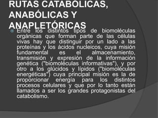 RUTAS CATABÓLICAS,
ANABÓLICAS Y
ANAPLETÓRICAS Entre los distintos tipos de biomoléculas
orgánicas que forman parte de las células
vivas hay que distinguir por un lado a las
proteínas y los ácidos nucleicos, cuya misión
fundamental es el almacenamiento,
transmisión y expresión de la información
genética ("biomoléculas informativas"), y por
otro a los glúcidos y lípidos ("biomoléculas
energéticas") cuya principal misión es la de
proporcionar energía para los distintos
procesos celulares y que por lo tanto están
llamados a ser los grandes protagonistas del
catabolismo.
 