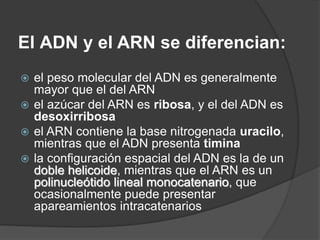 El ADN y el ARN se diferencian:
 el peso molecular del ADN es generalmente
mayor que el del ARN
 el azúcar del ARN es ribosa, y el del ADN es
desoxirribosa
 el ARN contiene la base nitrogenada uracilo,
mientras que el ADN presenta timina
 la configuración espacial del ADN es la de un
doble helicoide, mientras que el ARN es un
polinucleótido lineal monocatenario, que
ocasionalmente puede presentar
apareamientos intracatenarios
 
