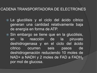 CADENA TRANSPORTADORA DE ELECTRONES
 La glucólisis y el ciclo del ácido cítrico
generan una cantidad relativamente baja
de energía en forma de ATP.
 Sin embargo se tiene que en la glucólisis,
en la reacción de la piruvato
deshidrogenasa y en el ciclo del ácido
cítrico ocurren seis pasos de
deshidrogenación reduciendo 10 moles de
NAD+ a NADH y 2 moles de FAD a FADH2
por mol de glucosa.
 