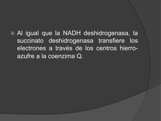  Al igual que la NADH deshidrogenasa, la
succinato deshidrogenasa transfiere los
electrones a través de los centros hierro-
azufre a la coenzima Q.
 