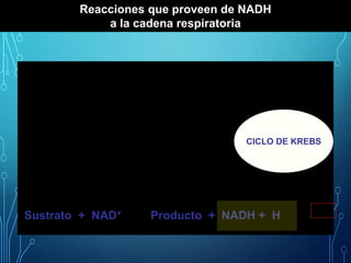 Reacciones que proveen de NADH
a la cadena respiratoria
• Piruvato deshidrogenasa
• Isocitrato deshidrogenasa
• Malato deshidrogenasa
• a-cetoglutarato deshidrogenasa
CICLO DE KREBS
Sustrato + NAD+ Producto + NADH + H CR
 