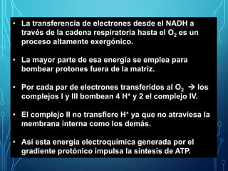 • La transferencia de electrones desde el NADH a
través de la cadena respiratoria hasta el O2 es un
proceso altamente exergónico.
• La mayor parte de esa energía se emplea para
bombear protones fuera de la matriz.
• Por cada par de electrones transferidos al O2  los
complejos I y III bombean 4 H+ y 2 el complejo IV.
• El complejo II no transfiere H+ ya que no atraviesa la
membrana interna como los demás.
• Así esta energía electroquímica generada por el
gradiente protónico impulsa la síntesis de ATP.
 