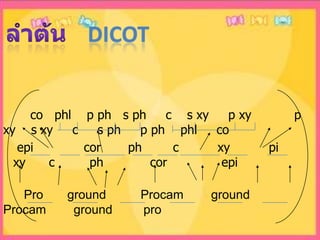 ลำต้น   dicot      Pro       ground          Procam        ground         Procam        ground         pro       co   phl    p ph   s ph     c    s xy     p xy           p xy    s xy     c     s ph     p ph    phl     co     epi             cor       ph        c          xy          pi         xy      c         ph            cor              epi