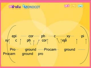 ลำต้น   monocot      epi           cor       ph        c          xy          pi         xy      c         ph          cor              epi       Pro          ground        Procam        ground            Procam       ground     pro
