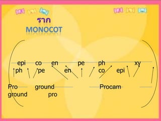 ราก   monocot epi     co     en          pe       ph               xy            ph        pe          en              co      epiPro          ground                          Procam                             ground            pro