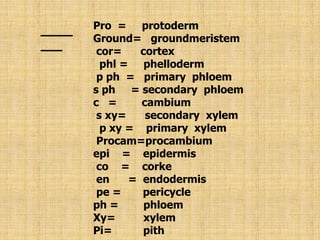 Pro  =     protodermGround=   groundmeristemcor=      cortex  phl =     phelloderm p ph  =   primary  phloems ph     = secondary  phloemc   =        cambium s xy=      secondary  xylem     p xy =    primary  xylem   Procam=procambiumepi    =    epidermis co    =    corke en      =  endodermis pe =       pericycleph =        phloem    Xy=         xylemPi=          pithหมายเหตุ