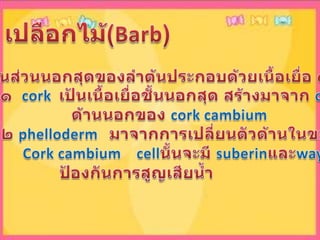 เปลือกไม้(Barb)เป็นส่วนนอกสุดของลำต้นประกอบด้วย๶Ȩ้อ๶ยื่อ ๓ ชั้น๑  corkเป้น๶Ȩ้อ๶ยื่อชั้นนอกสุด สร้างมาจาก cellด้านนอกของ cork cambium๒phelloderm   มาจากการเปลี่ยนตัวด้านในของCork cambium    cellนั้นจะมี suberinและway       ป้องกันการสูญเสียน้ำ