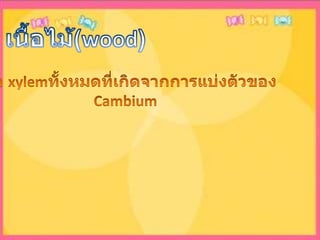 เนื้อไม้(wood)คือ xylemทั้งหมดที่เกิดจากการแบ่งตัวของCambium 