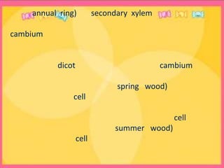 วงปี (annual  ring)  คีอsecondary  xylem  ที่เกิดจากการแบ่งตัวcambiumของในแต่ละปี          จำนวนวงปีสามารถคำนวณอายุของพืชได้เมื่อตัดไม้ดูที่โคนต้น          ลำต้นdicotเท่านั้นถึงจะมี    เพราะมีcambiumประกอบด้วยเนื้อไม้สองชนิดคือ                     เนื้อไม้ฤดูฝน (spring   wood)                                    cellขนาดใหญ่                                       แถบสีจางและกว้าง                                       มีการแบ่งตัวของcellมาก                    เนื้อไม้ฤดูร้อน(summer   wood)                                    cellขนาดเล็ก                                        แถบสีเข้มและแคบ