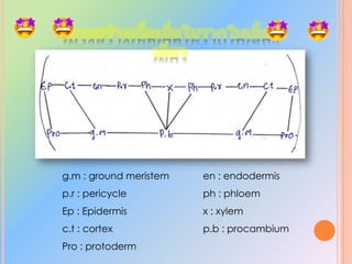 3. เนื้อเยื้อเจริญด้านข้าง (Lateral meristem)        3.1. แคมเนียมท่อลำเลียง (Vascular cambium)               ตำแหน่งที่พบ:บริเวณท่อลำเลียงของรากและลำต้น               หน้าที่: cell และสร้าง cell ใหม่ทำให้ท่อลำเลียงของรากและลำต้น         	            ขยายใหญ่ขึ้น (เส้นผ่านศูนย์กลางหรือเส้นรอบวงเพิ่มขึ้น)        3.2 cork cambium                ตำแหน่งที่พบ:บริเวณที่อยู่ถัดจากเนื้อเยื้อชั้นนอกของรากและลำต้น                 หน้าที่: cell และสร้าง cell ใหม่เพื่อขยายเส้นฝาศูนย์กลางของพืช 