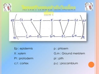 2. เนื้อเยื้อถาวรเชิงซ้อน (complex permanent tissue)       2.1. xylem              2.1.1. tracheid              2.1.2. vessel              2.1.3. xylem parenchyma              2.1.4. xylem  fiber        2.2. phloem              2.2.1. seive tube member              2.2.2. companion cell              2.2.3. phloem parenchyma              2.2.4. phloem fiber