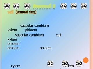       1.3. collenchymaตำแหน่งที่พบ:ก้านใบ  เส้นกลางใบ  ในชั้น cortex              หน้าที่:ช่วยให้ส่วนนของพืชแข็งแรงทรงตัวอยู่ได้1.4. sclerenchyma              ตำแหน่งที่พบ:เปลือกหุ้มเมล็ด             หน้าที่:ช่วยให้พืชแข็งแรง        1.5. endodermis              ตำแหน่งที่พบ:อยู่ด้านนอกของเนื้อเยื้อลำเลียงของราก              หน้าที่:ทำให้ไม่มีช่องว่างระหว่าง cell            1.6cork               ตำแหน่งที่พบ:ชั้นสุดของลำต้นและราก	หน้าที่:ป้องกันการระเหยของชั้นพืช