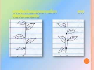 โครงสร้างของลำต้นใบเลี้ยงเดี่ยวEp : epidermis			p : phloemX : xylem			G.m : Ground meristemPt : protoderm			pi : pithc.t : cortex			p.c : procambium