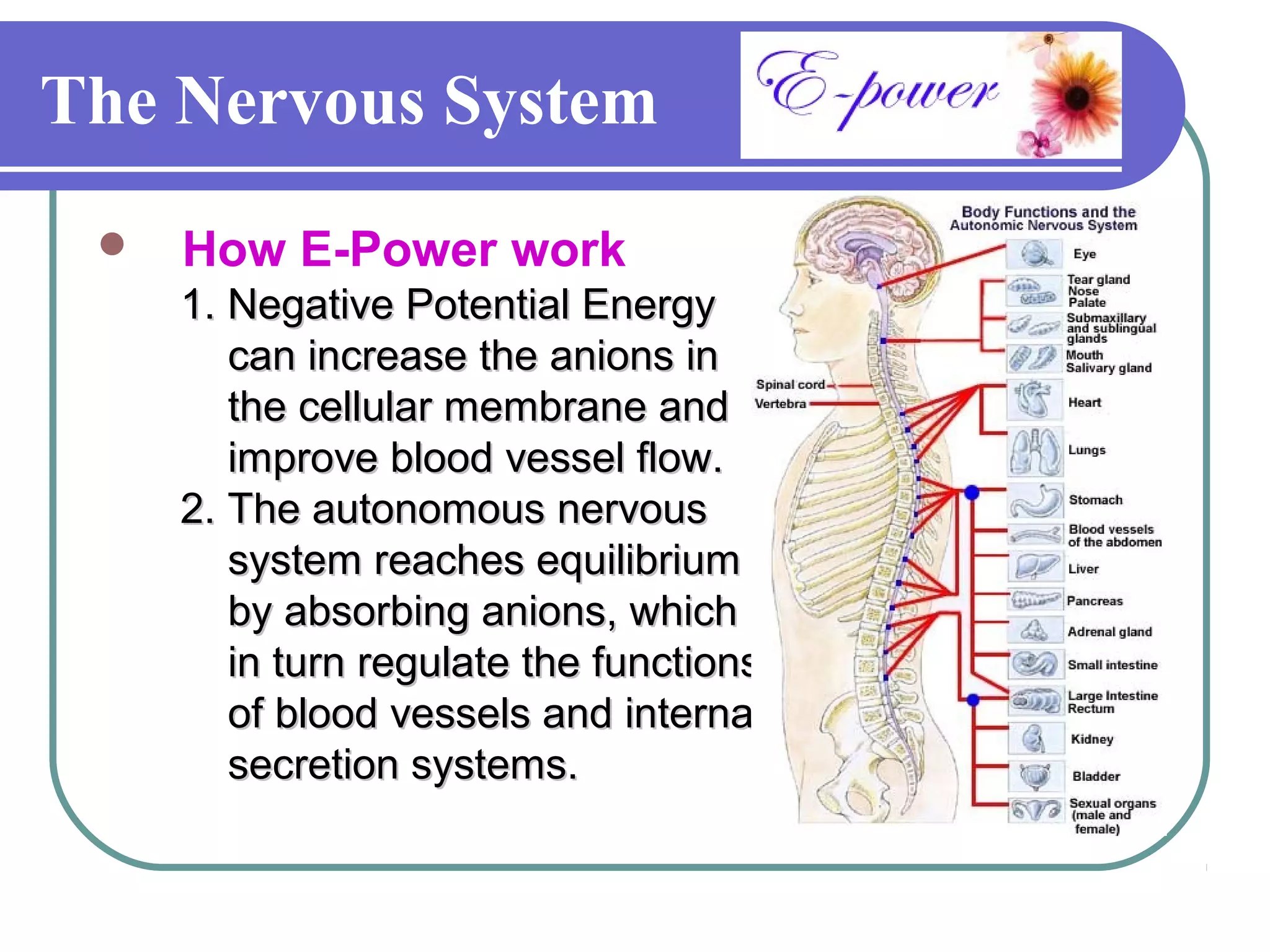The Nervous System
    How E-Power work
     1. Negative Potential Energy
        can increase the anions in
        the cellular membrane and
        improve blood vessel flow.
     2. The autonomous nervous
        system reaches equilibrium
        by absorbing anions, which
        in turn regulate the functions
        of blood vessels and internal
        secretion systems.
 