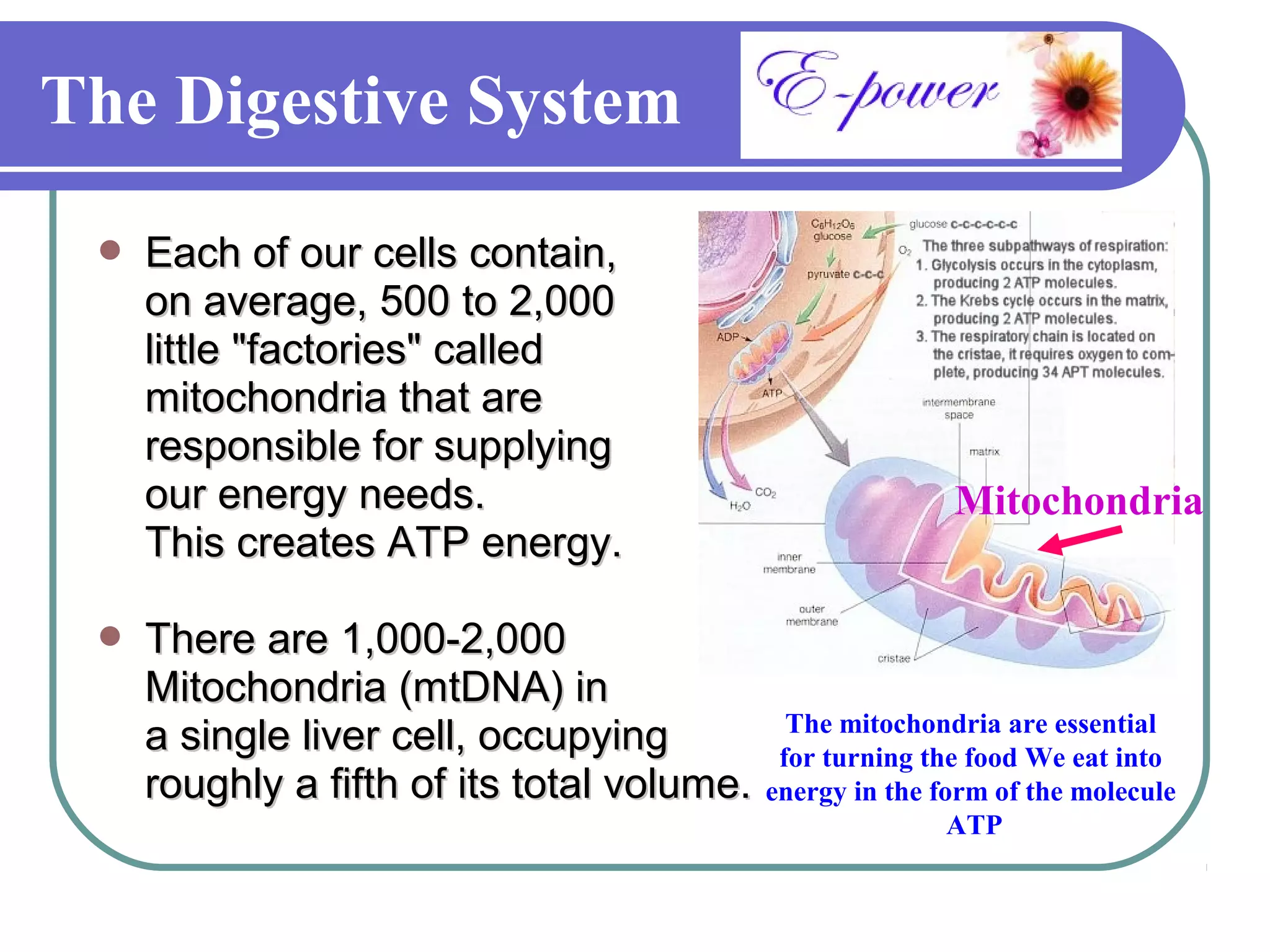 The Digestive System
    Each of our cells contain,
     on average, 500 to 2,000
     little "factories" called
     mitochondria that are
     responsible for supplying
     our energy needs.                                      Mitochondria
     This creates ATP energy.

    There are 1,000-2,000
     Mitochondria (mtDNA) in
                                            The mitochondria are essential
     a single liver cell, occupying        for turning the food We eat into
     roughly a fifth of its total volume. energy in the form of the molecule
                                                            ATP
 