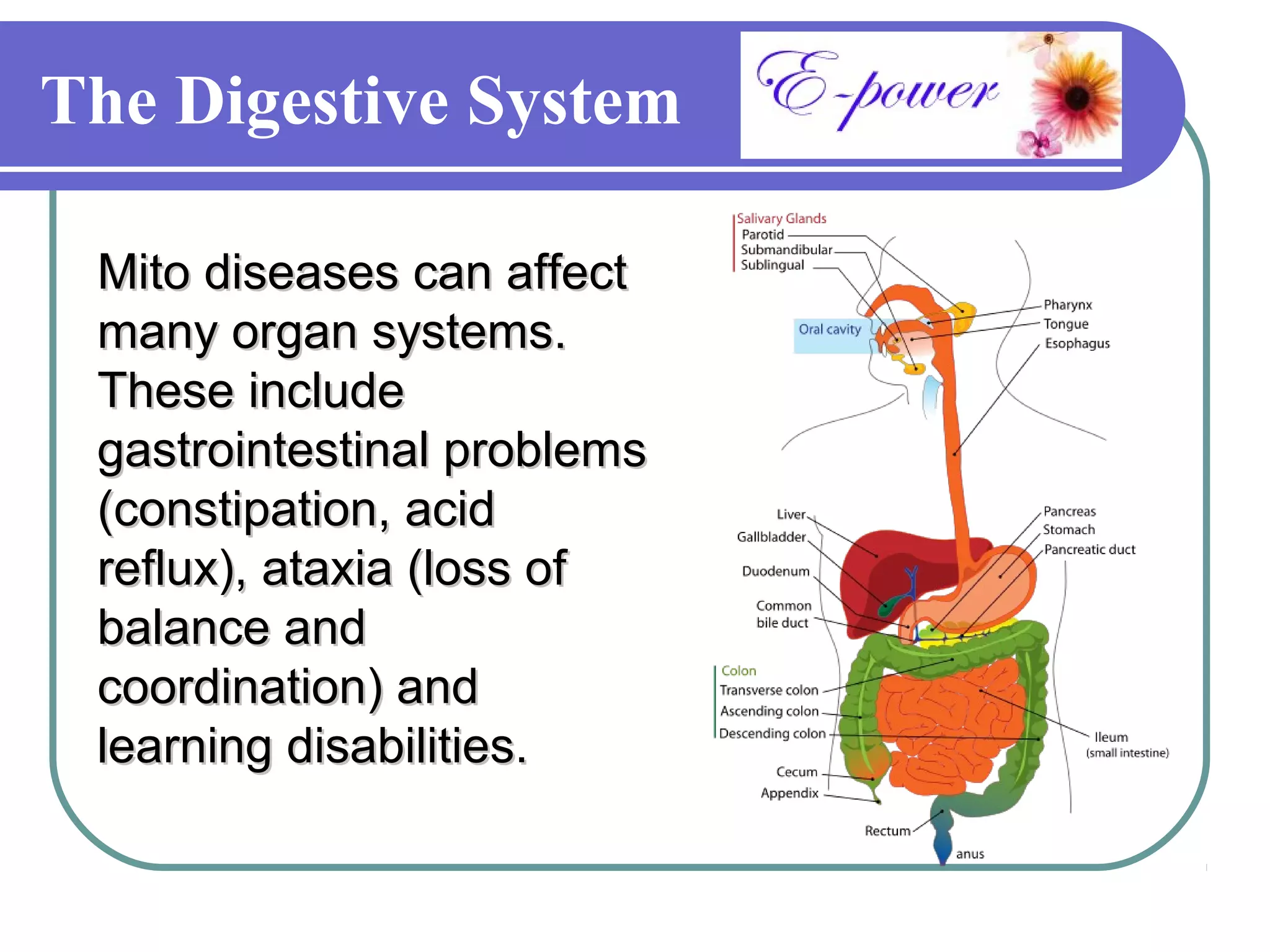 The Digestive System

 Mito diseases can affect
 many organ systems.
 These include
 gastrointestinal problems
 (constipation, acid
 reflux), ataxia (loss of
 balance and
 coordination) and
 learning disabilities.
 