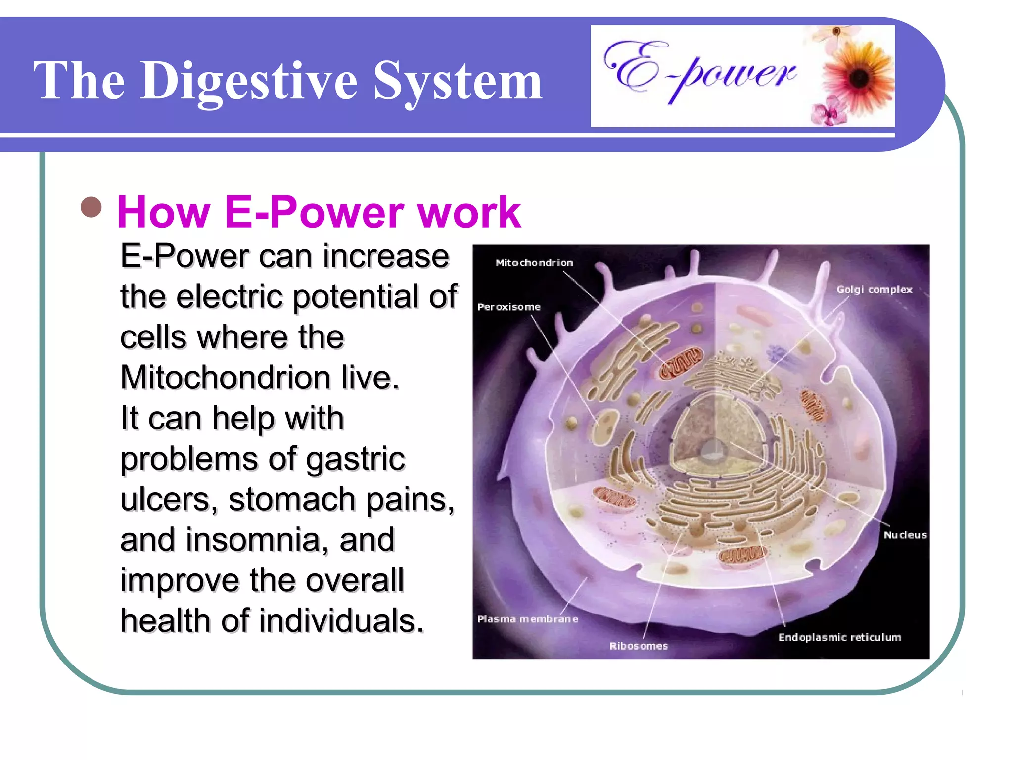 The Digestive System

  How    E-Power work
   E-Power can increase
   the electric potential of
   cells where the
   Mitochondrion live.
   It can help with
   problems of gastric
   ulcers, stomach pains,
   and insomnia, and
   improve the overall
   health of individuals.
 