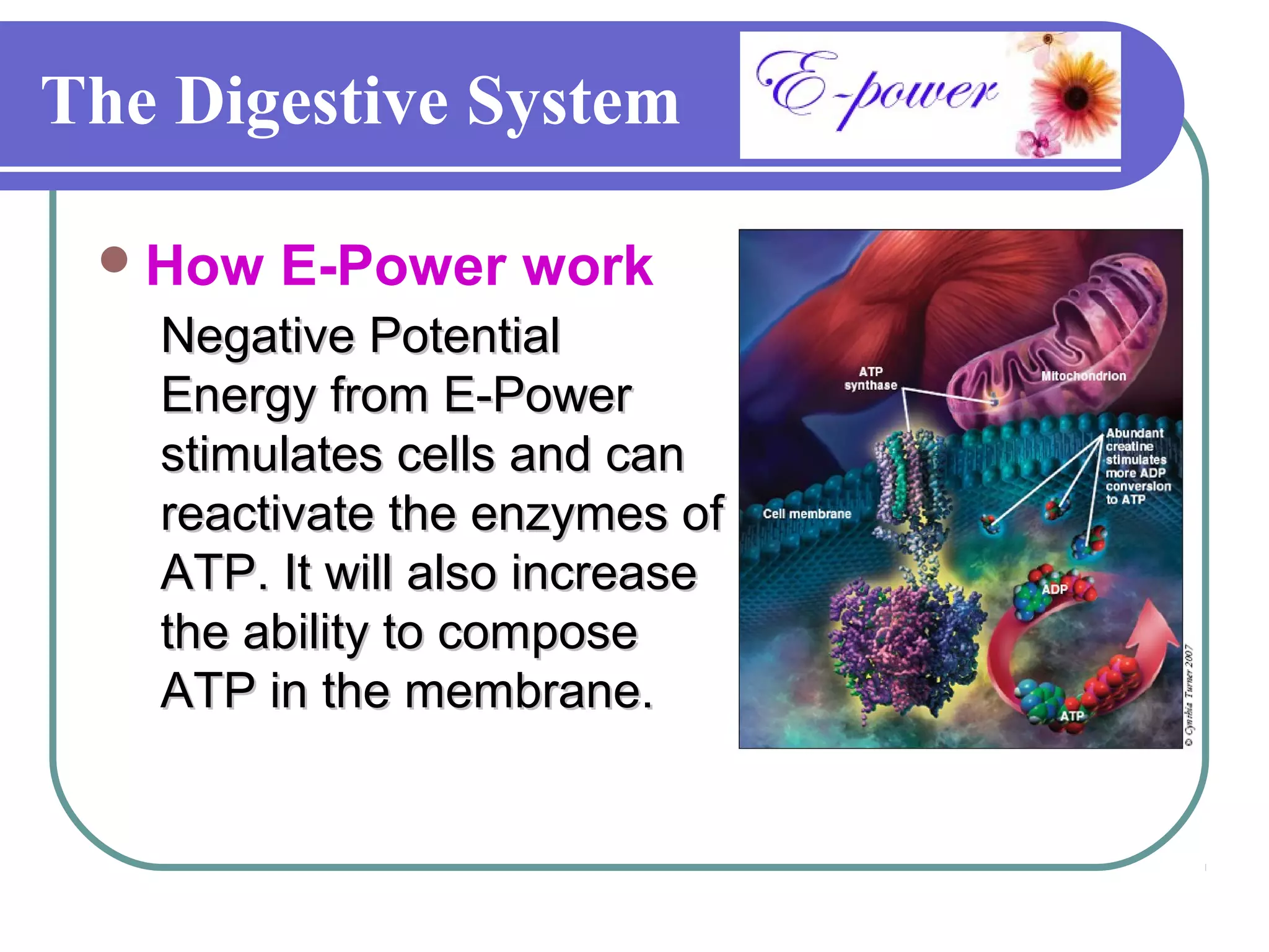 The Digestive System

  How   E-Power work
   Negative Potential
   Energy from E-Power
   stimulates cells and can
   reactivate the enzymes of
   ATP. It will also increase
   the ability to compose
   ATP in the membrane.
 