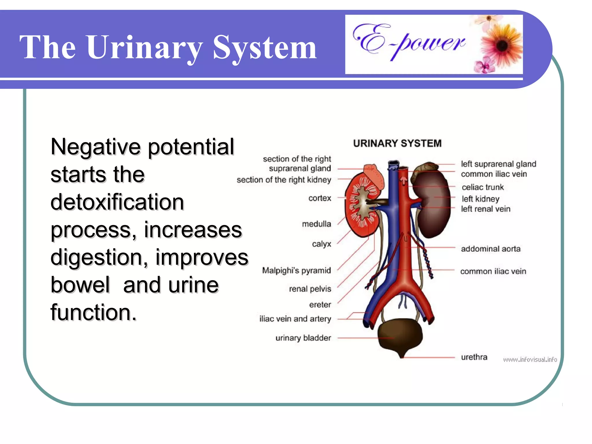 The Urinary System

 Negative potential
 starts the
 detoxification
 process, increases
 digestion, improves
 bowel and urine
 function.
 