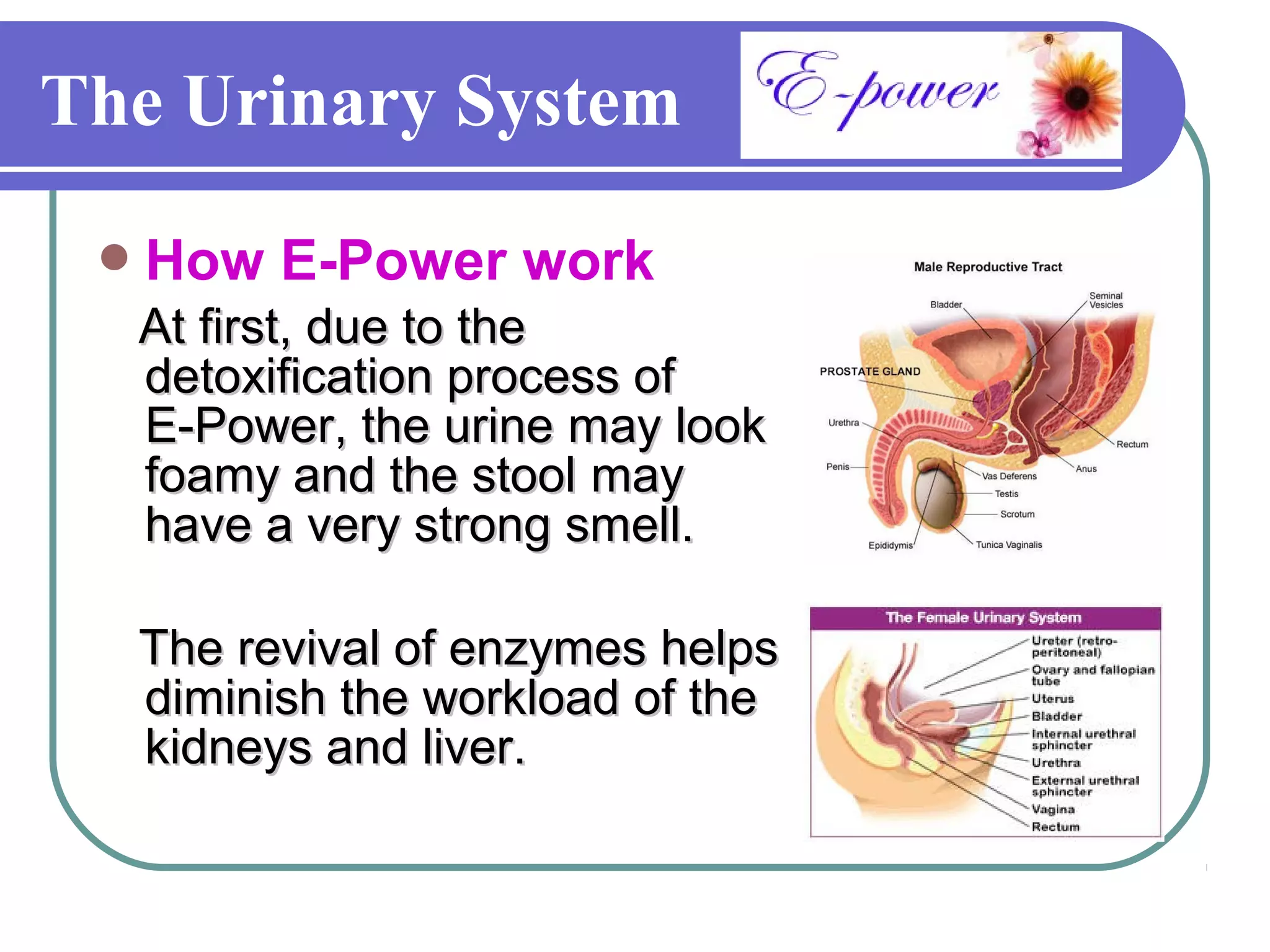 The Urinary System

  How   E-Power work
  At first, due to the
  detoxification process of
  E-Power, the urine may look
  foamy and the stool may
  have a very strong smell.

  The revival of enzymes helps
  diminish the workload of the
  kidneys and liver.
 