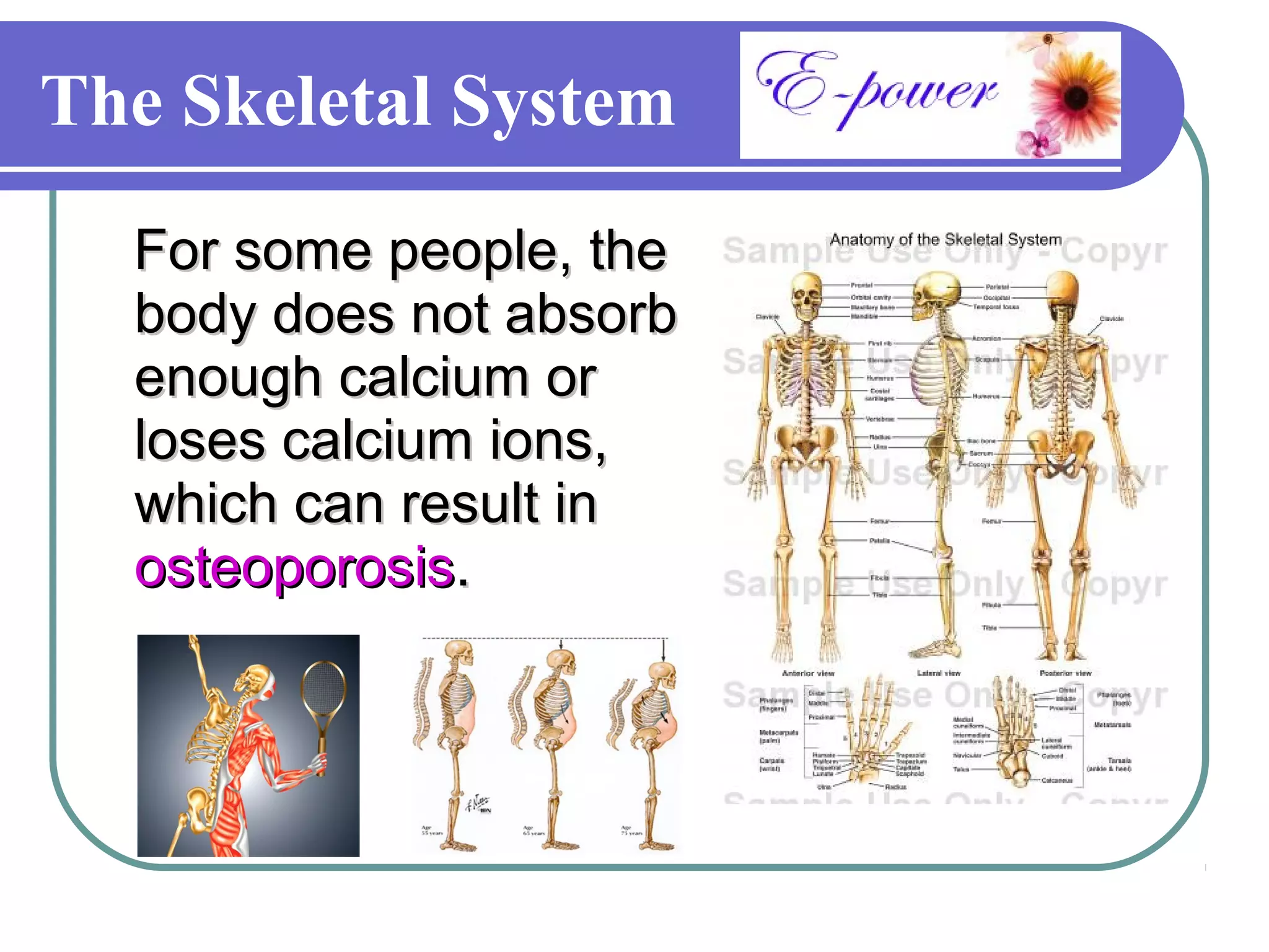 The Skeletal System
  For some people, the
  body does not absorb
  enough calcium or
  loses calcium ions,
  which can result in
  osteoporosis.
 