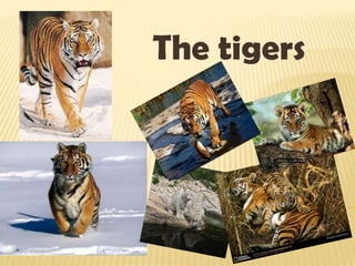 The tigers 