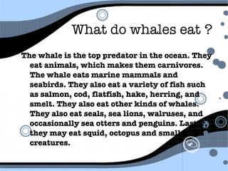 What do whales eat ? The whale is the top predator in the ocean. They eat animals, which makes them carnivores.  The whale eats marine mammals and seabirds. They also eat a variety of fish such as salmon, cod, flatfish, hake, herring, and smelt. They also eat other kinds of whales. They also eat seals, sea lions, walruses, and occasionally sea otters and penguins. Lastly, they may eat squid, octopus and smaller sea creatures. 